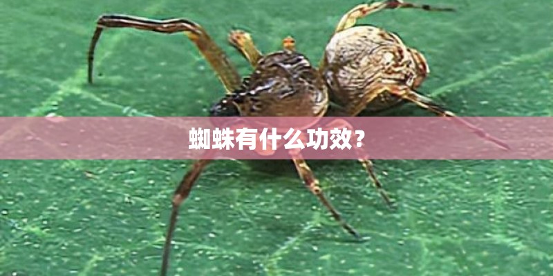 蜘蛛有什么功效? 蜘蛛有什么功效?