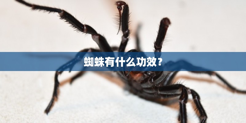 蜘蛛有什么功效? 蜘蛛有什么功效?