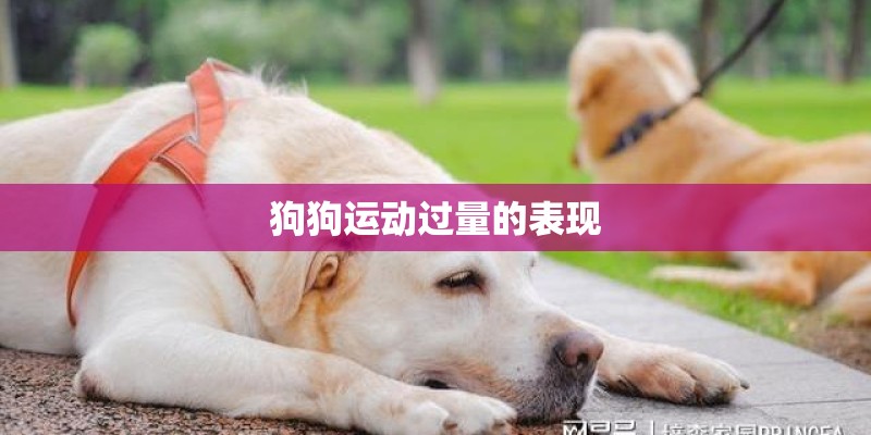 狗狗运动过量的表现