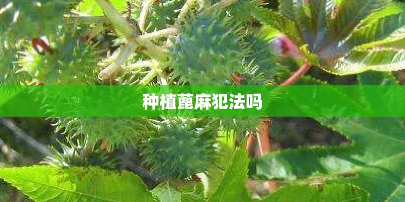 种植蓖麻犯法吗