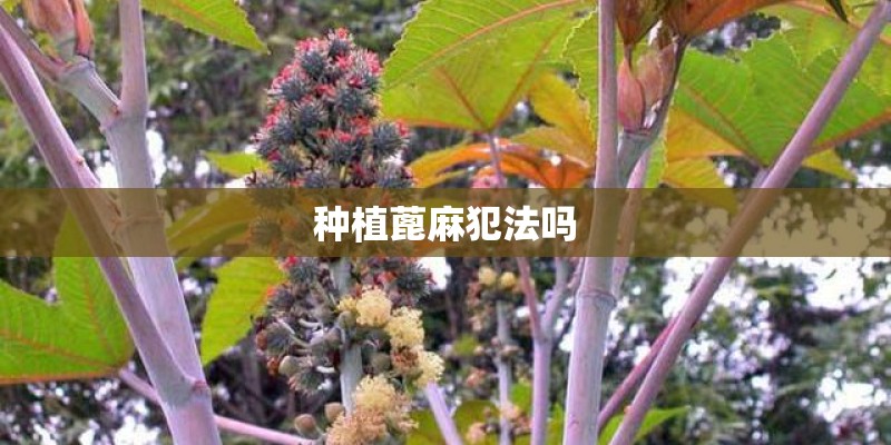 种植蓖麻犯法吗 种植蓖麻犯法吗