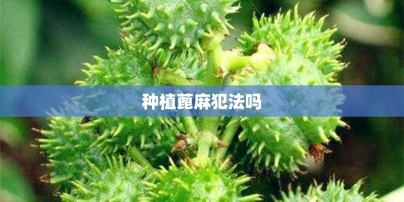 种植蓖麻犯法吗 种植蓖麻犯法吗