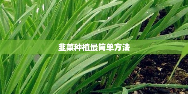 韭菜种植最简单方法 韭菜种植最简单方法