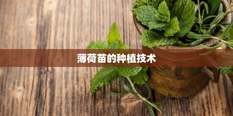 薄荷苗的种植技术 薄荷苗的种植技术