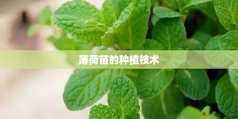 薄荷苗的种植技术 薄荷苗的种植技术