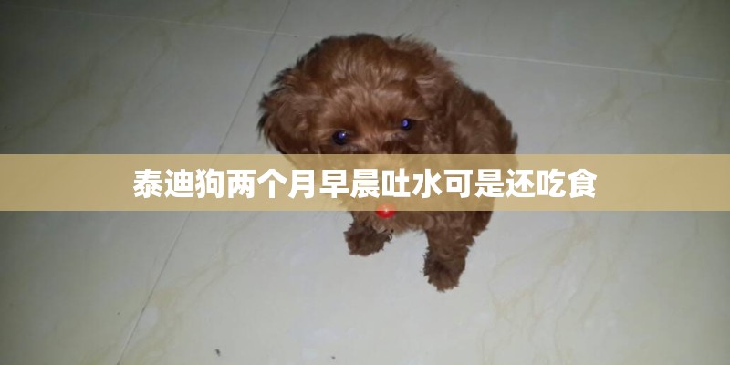 泰迪狗两个月早晨吐水可是还吃食