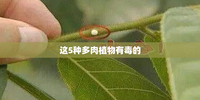 这5种多肉植物有毒的 这5种多肉植物有毒的