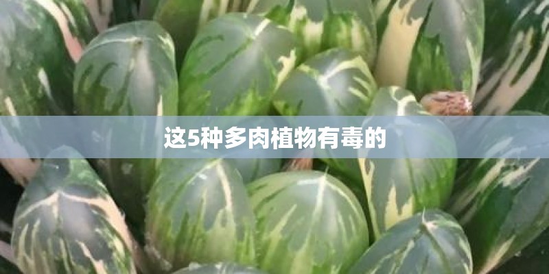 这5种多肉植物有毒的 这5种多肉植物有毒的