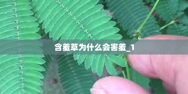 含羞草为什么会害羞_1