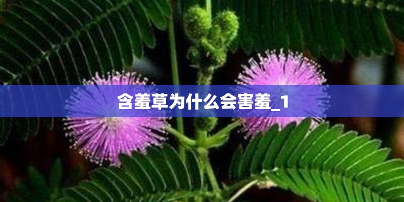含羞草为什么会害羞_1 含羞草为什么会害羞_1