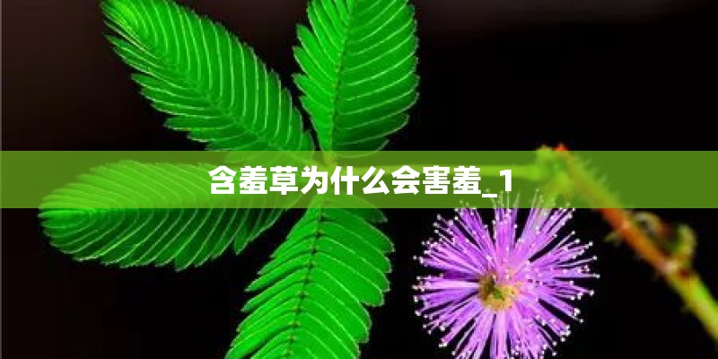 含羞草为什么会害羞_1 含羞草为什么会害羞_1