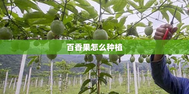 百香果怎么种植 百香果怎么种植