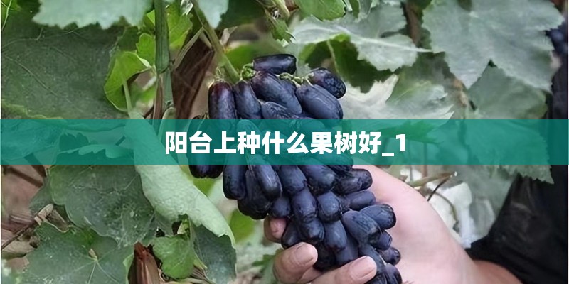 阳台上种什么果树好_1 阳台上种什么果树好_1