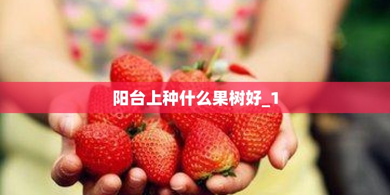 阳台上种什么果树好_1 阳台上种什么果树好_1