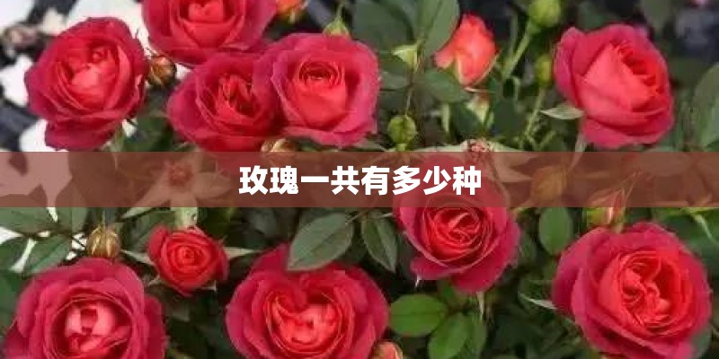玫瑰一共有多少种 玫瑰一共有多少种