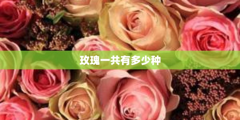 玫瑰一共有多少种 玫瑰一共有多少种