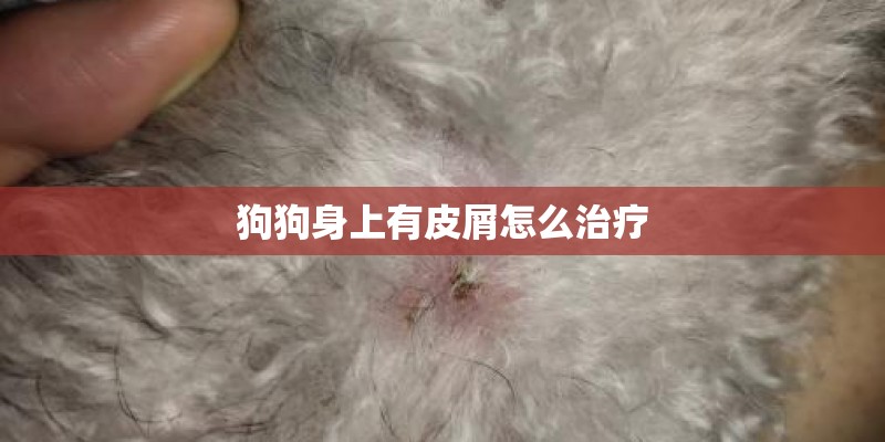 狗狗身上有皮屑怎么治疗