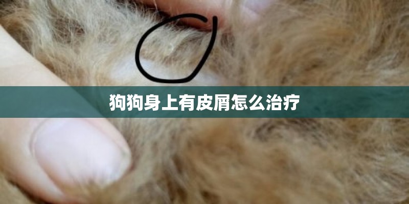 狗狗身上有皮屑怎么治疗 狗狗身上有皮屑怎么治疗
