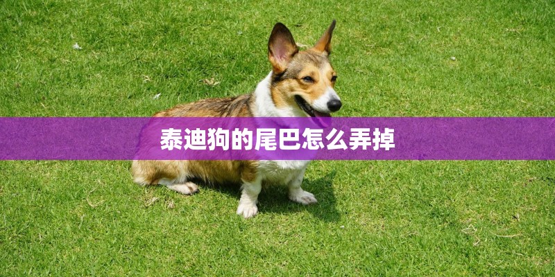 泰迪狗的尾巴怎么弄掉