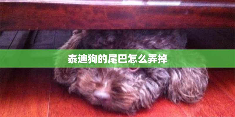 泰迪狗的尾巴怎么弄掉 泰迪狗的尾巴怎么弄掉