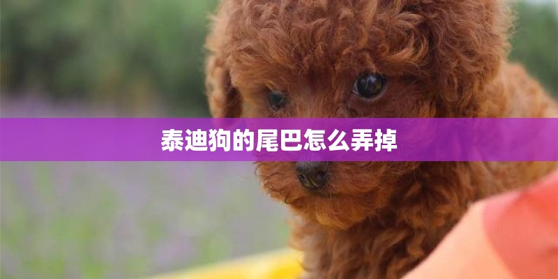 泰迪狗的尾巴怎么弄掉 泰迪狗的尾巴怎么弄掉