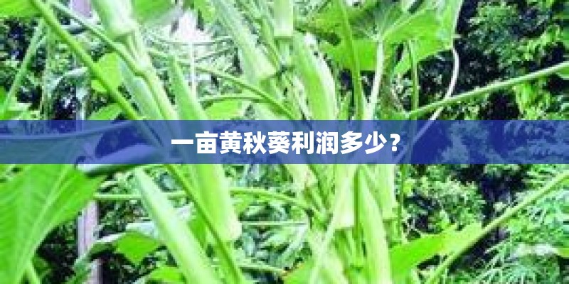 一亩黄秋葵利润多少？