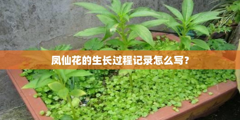 凤仙花的生长过程记录怎么写？