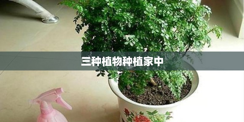 三种植物种植家中