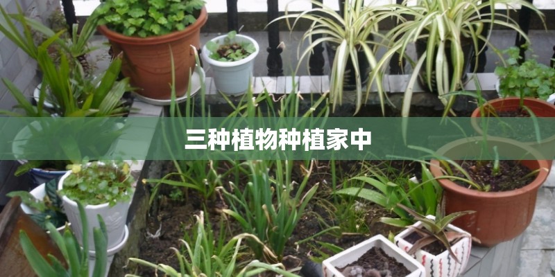 三种植物种植家中 三种植物种植家中