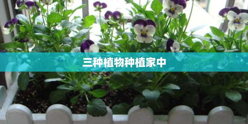 三种植物种植家中 三种植物种植家中