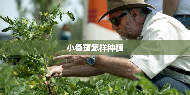 小番茄怎样种植