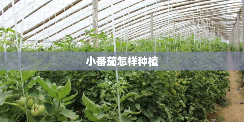 小番茄怎样种植 小番茄怎样种植