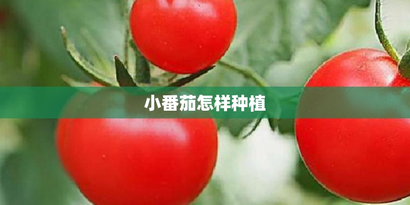 小番茄怎样种植 小番茄怎样种植