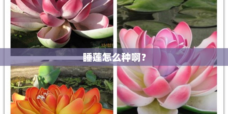 松针土可以种多肉吗_1 松针土可以种多肉吗_1