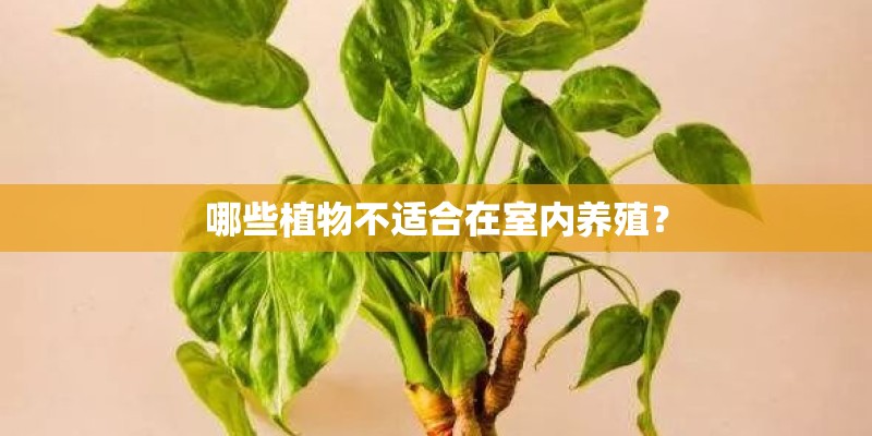 哪些植物不适合在室内养殖？