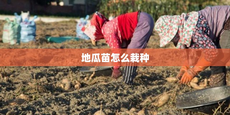 地瓜苗怎么栽种 地瓜苗怎么栽种