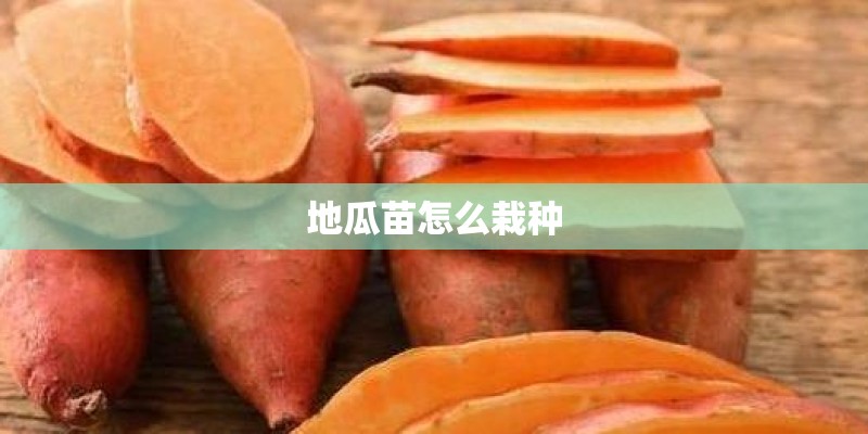地瓜苗怎么栽种 地瓜苗怎么栽种