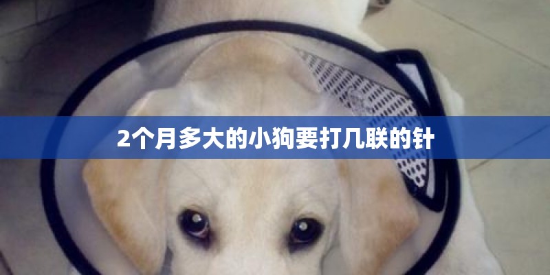 2个月多大的小狗要打几联的针 2个月多大的小狗要打几联的针