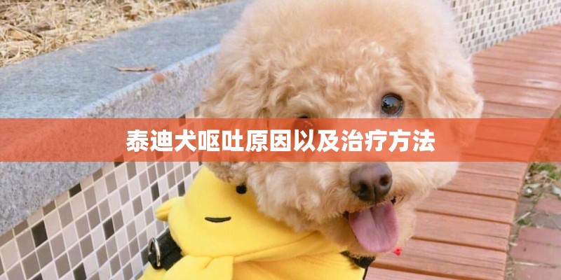 泰迪犬呕吐原因以及治疗方法