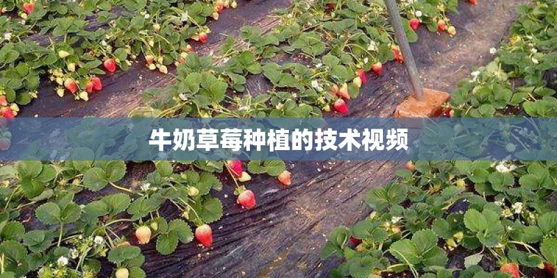 牛奶草莓种植的技术视频