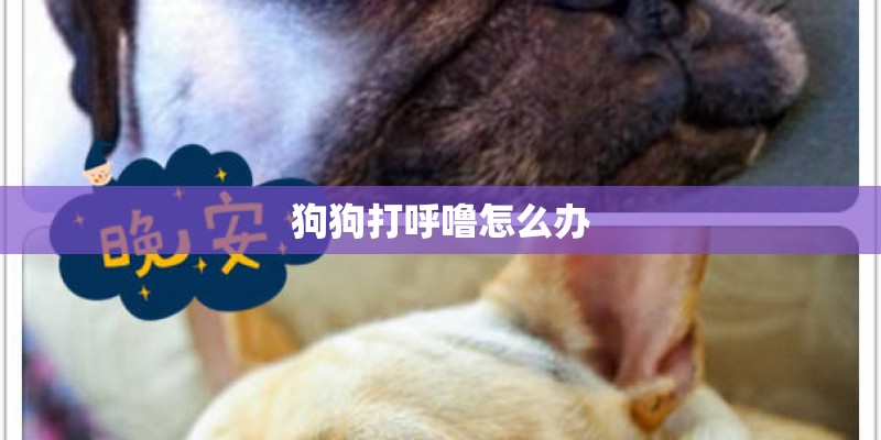 狗狗打呼噜怎么办 狗狗打呼噜怎么办