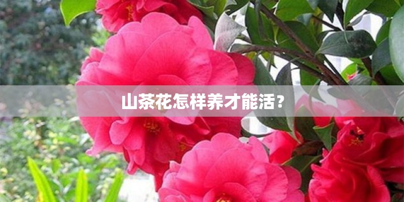 山茶花怎样养才能活？