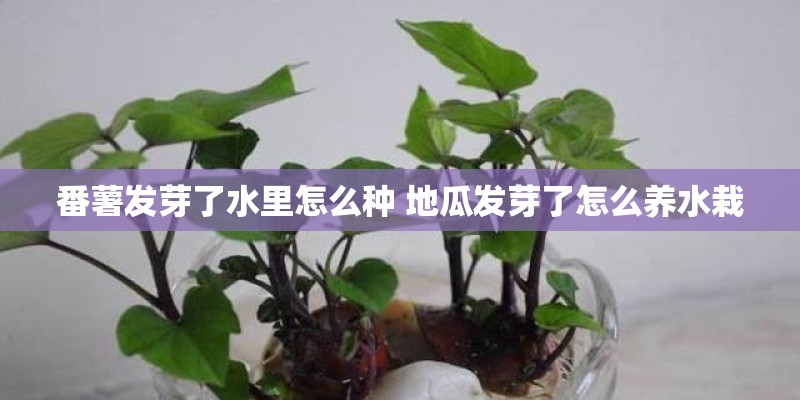 番薯发芽了水里怎么种 地瓜发芽了怎么养水栽 番薯发芽了水里怎么种 地瓜发芽了怎么养水栽
