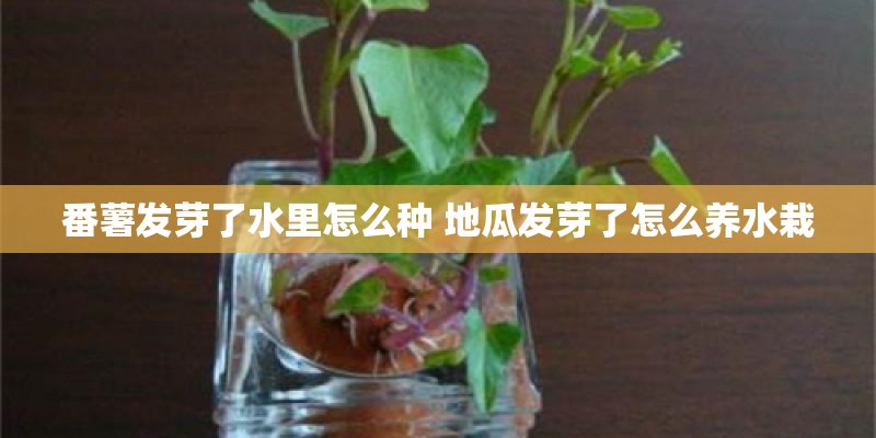 番薯发芽了水里怎么种 地瓜发芽了怎么养水栽 番薯发芽了水里怎么种 地瓜发芽了怎么养水栽