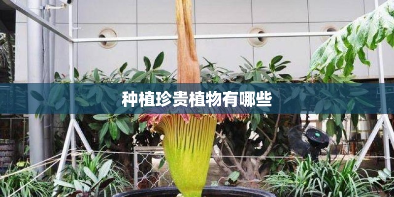 oppo手机变成盲人模式了,怎么办-