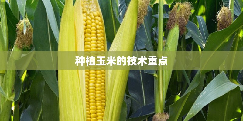 种植玉米的技术重点