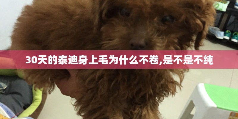 30天的泰迪身上毛为什么不卷,是不是不纯