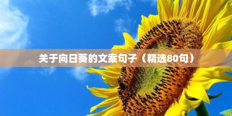 关于向日葵的文案句子(精选80句) 关于向日葵的文案句子(精选80句)