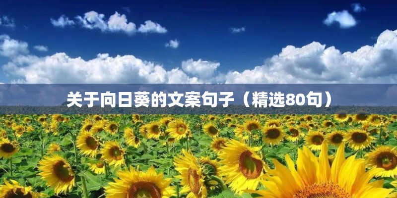 关于向日葵的文案句子(精选80句) 关于向日葵的文案句子(精选80句)