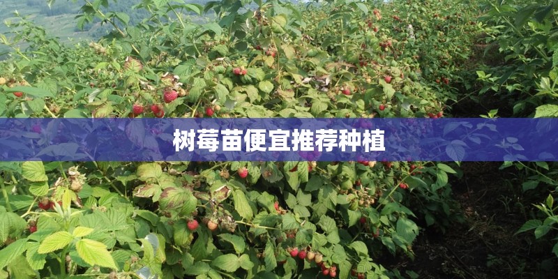 树莓苗便宜推荐种植
